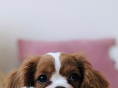 BASS INFINITY CAR AUDIO